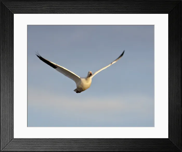 Framed Print : Snow goose (Chen caerulescens) in flight, Bosque del Apache National Wildlife Refuge Framed Print : Snow goose (Chen caerulescens) in flight, Bosque del Apache National Wildlife Refuge