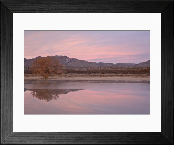 Framed Print : Pink clouds and pond at sunrise, Bosque Del Apache National Wildlife Refuge Framed Print : Pink clouds and pond at sunrise, Bosque Del Apache National Wildlife Refuge