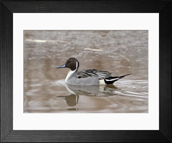 Framed Print : Northern pintail (Anas acuta), Bosque del Apache National Wildlife Refuge Framed Print : Northern pintail (Anas acuta), Bosque del Apache National Wildlife Refuge