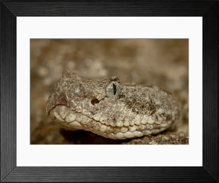 Framed Print : Speckled rattlesnake (Crotalus mitchellii) in captivity, Arizona Sonora Desert Museum