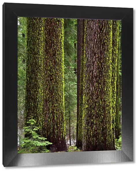 Wolf lichen (Letharia vulpina), on Sugar Pines (Pinus lambertiana), Tuolumne Grove of Giant Sequoias, Yosemite National Park, UNESCO World Heritage Site, Sierra Nevada, California, United States of America