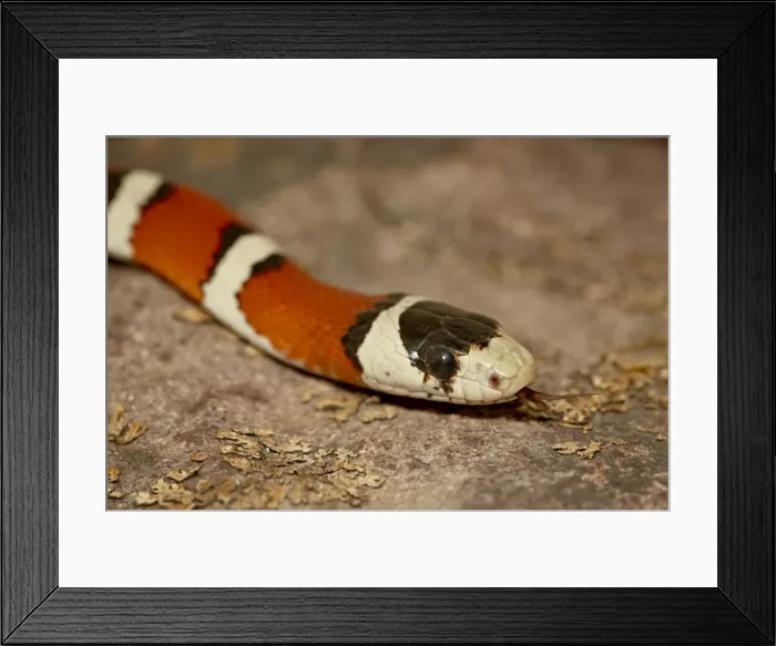 Framed Print : Arizona mountain kingsnake (Lampropeltis pyromelana) in captivity, Arizona Sonora Desert Museum Framed Print : Arizona mountain kingsnake (Lampropeltis pyromelana) in captivity, Arizona Sonora Desert Museum