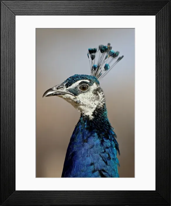 Framed Print : Indian peafowl (Pavo cristatus) cock, Rio Grande Zoo, Albuquerque Biological Park Framed Print : Indian peafowl (Pavo cristatus) cock, Rio Grande Zoo, Albuquerque Biological Park