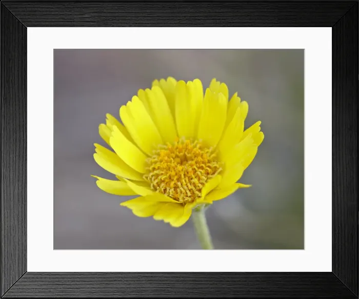 Framed Print : Stemless woollybase (Hymenoxys acaulis), Arches National Park, Utah, United States of America Framed Print : Stemless woollybase (Hymenoxys acaulis), Arches National Park, Utah, United States of America