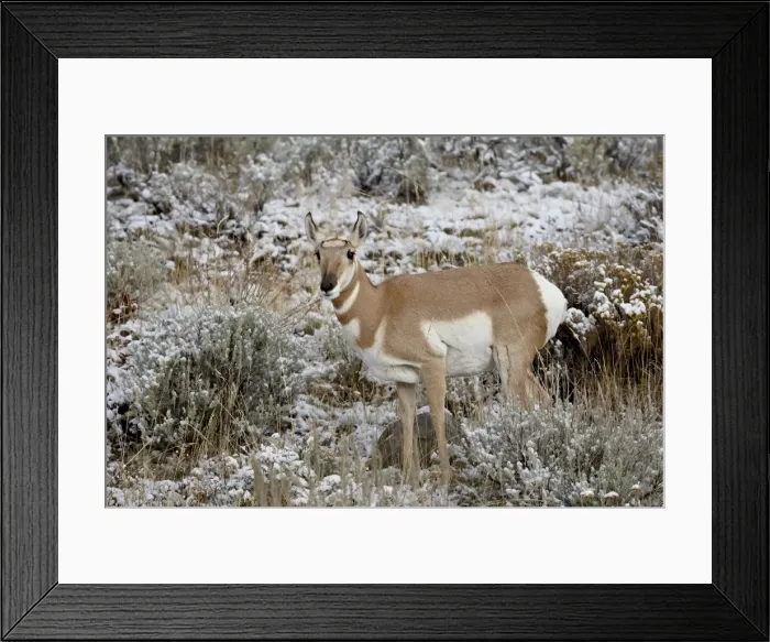 Framed Print : Pronghorn (Antilocapra americana) in the snow, Grand Teton National Park Framed Print : Pronghorn (Antilocapra americana) in the snow, Grand Teton National Park