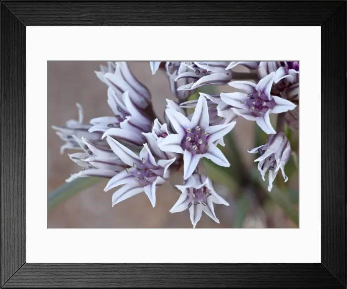 Framed Print : Prairie wild onion (Allium textile), Goblin Valley State Park, Utah, United States of America Framed Print : Prairie wild onion (Allium textile), Goblin Valley State Park, Utah, United States of America