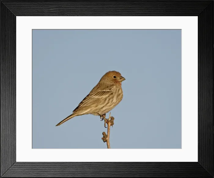 Framed Print : House finch (Carpodacus mexicanus), City of Rocks State Park, New Mexico