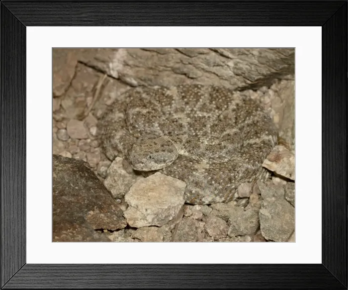 Framed Print : Speckled rattlesnake (Crotalus mitchellii) in captivity, Arizona Sonora Desert Museum Framed Print : Speckled rattlesnake (Crotalus mitchellii) in captivity, Arizona Sonora Desert Museum