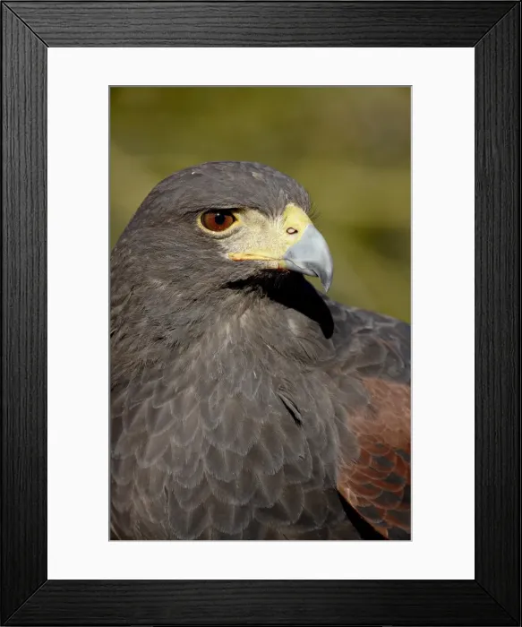 Framed Print : Harriss hawk (Parabuteo unicinctus) in captivity, Arizona Sonora Desert Museum Framed Print : Harriss hawk (Parabuteo unicinctus) in captivity, Arizona Sonora Desert Museum