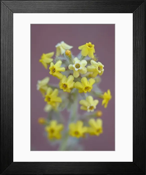 Framed Print : Yellow cryptanth (Brendas yellow catseye) (Brendas yellow cryptantha) Framed Print : Yellow cryptanth (Brendas yellow catseye) (Brendas yellow cryptantha)