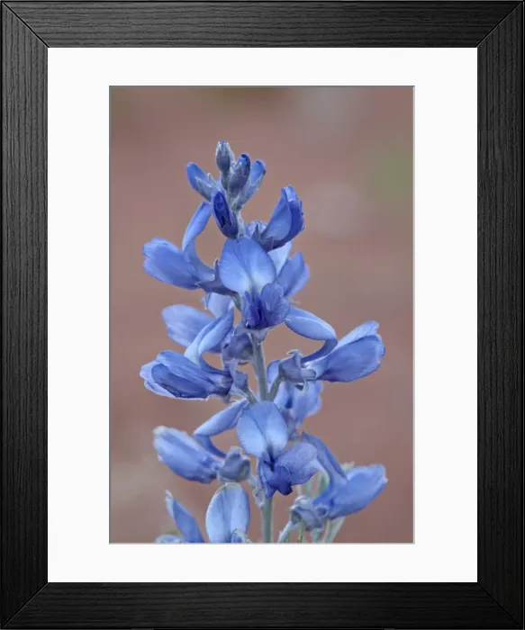 Framed Print : Silvery sophora (Sophora stenophylla), Canyon Country, Utah, United States of America Framed Print : Silvery sophora (Sophora stenophylla), Canyon Country, Utah, United States of America