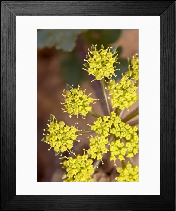 Framed Print : Fendlers spring-parsley (Fendlers Cymopterus), The Needles District Framed Print : Fendlers spring-parsley (Fendlers Cymopterus), The Needles District