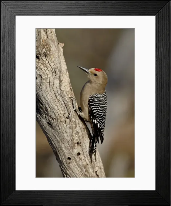 Framed Print : Male gila woodpecker (Melanerpes uropygialis), The Pond, Amado, Arizona Framed Print : Male gila woodpecker (Melanerpes uropygialis), The Pond, Amado, Arizona