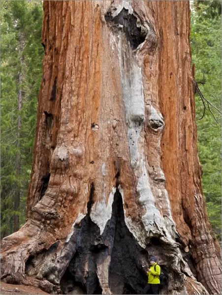 Hiker resting by the Faithful Couple, Giant Sequoia trees (Sequoiadendron giganteum)