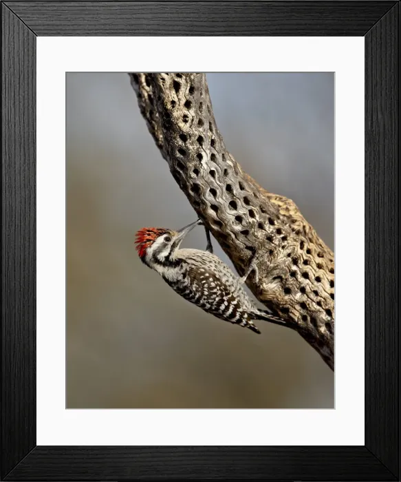 Framed Print : Male ladder-backed woodpecker (Picoides scalaris), The Pond, Amado, Arizona Framed Print : Male ladder-backed woodpecker (Picoides scalaris), The Pond, Amado, Arizona