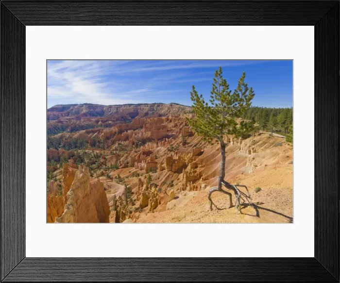 Framed Print : Shallow rooted pine (Limber pine) (Pinus flexilis), at the edge of Bryce Amphitheater Framed Print : Shallow rooted pine (Limber pine) (Pinus flexilis), at the edge of Bryce Amphitheater