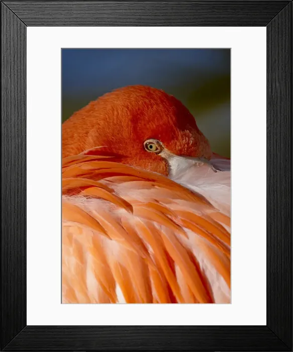 Framed Print : Caribbean flamingo (American flamingo) (Phoenicopterus ruber ruber) with beak nestled in the feathers of its back, Rio Grande Zoo, Albuquerque Biological Park, Albuquerque, New Mexico, United States of America Framed Print : Caribbean flamingo (American flamingo) (Phoenicopterus ruber ruber) with beak nestled in the feathers of its back, Rio Grande Zoo, Albuquerque Biological Park, Albuquerque, New Mexico, United States of America