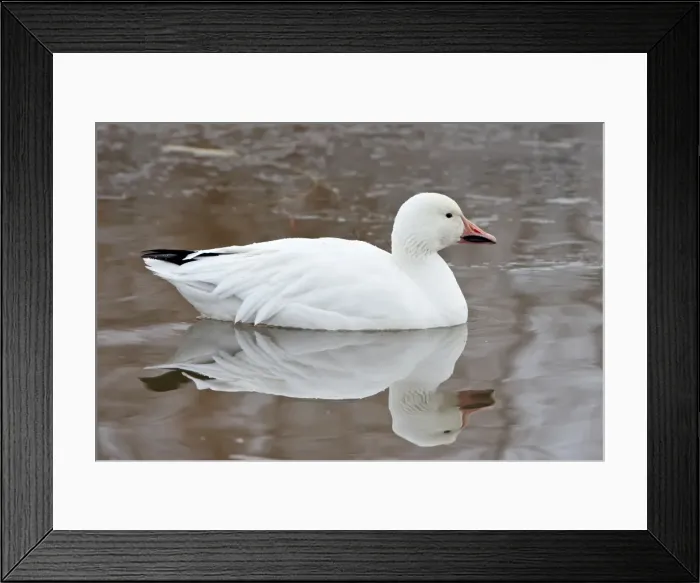 Framed Print : Snow goose (Chen caerulescens) swimming, Bosque del Apache National Wildlife Refuge Framed Print : Snow goose (Chen caerulescens) swimming, Bosque del Apache National Wildlife Refuge
