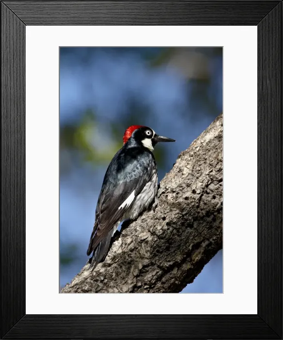 Framed Print : Male acorn woodpecker (Melanerpes formicivorus), Chiricahuas, Coronado National Forest Framed Print : Male acorn woodpecker (Melanerpes formicivorus), Chiricahuas, Coronado National Forest