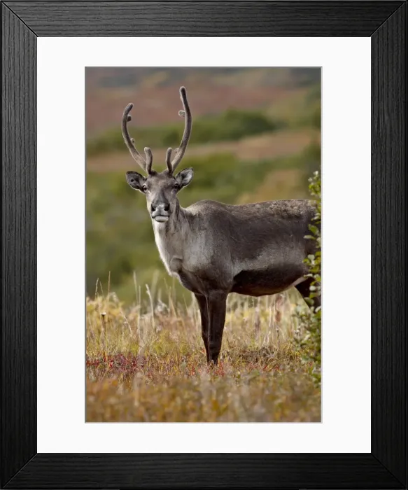 Framed Print : Porcupine caribou (Grants caribou) (Rangifer tarandus granti) cow among fall colors Framed Print : Porcupine caribou (Grants caribou) (Rangifer tarandus granti) cow among fall colors