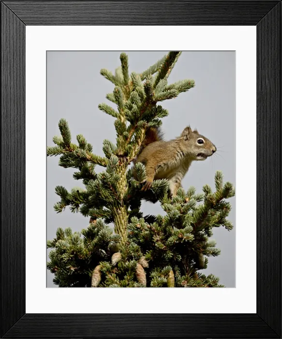 Framed Print : Red squirrel (spruce squirrel) (Tamiasciurus hudsonicus) in a spruce tree Framed Print : Red squirrel (spruce squirrel) (Tamiasciurus hudsonicus) in a spruce tree