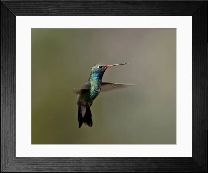 Framed Print : Broad-billed hummingbird (Cynanthus latirostris) hovering, Patagonia, Arizona Framed Print : Broad-billed hummingbird (Cynanthus latirostris) hovering, Patagonia, Arizona
