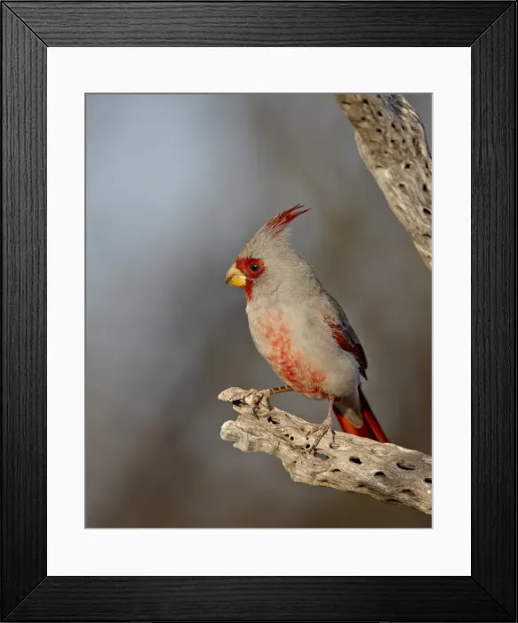 Framed Print : Male pyrrhuloxia (Cardinalis sinuatus), The Pond, Amado, Arizona, United States of America Framed Print : Male pyrrhuloxia (Cardinalis sinuatus), The Pond, Amado, Arizona, United States of America