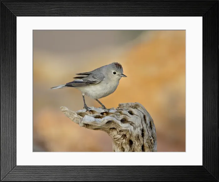 Framed Print : Lucys warbler (Vermivora luciae), The Pond, Amado, Arizona, United States of America Framed Print : Lucys warbler (Vermivora luciae), The Pond, Amado, Arizona, United States of America