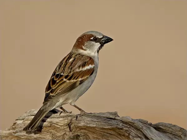 House sparrow (Passer domesticus), The Pond, Amado, Arizona, United States of America