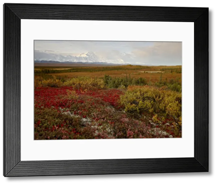 Framed Print : Mount McKinley with tundra in fall color, Denali National Park and Preserve Framed Print : Mount McKinley with tundra in fall color, Denali National Park and Preserve