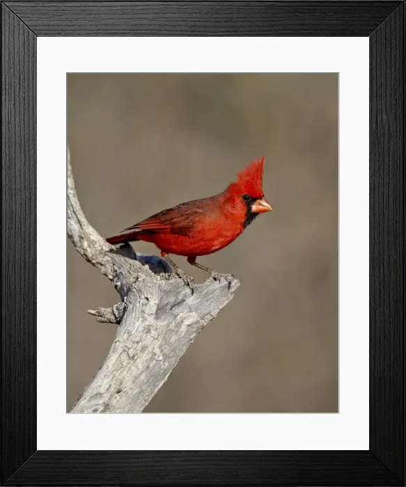 Framed Print : Male northern cardinal (Cardinalis cardinalis), The Pond, Amado, Arizona Framed Print : Male northern cardinal (Cardinalis cardinalis), The Pond, Amado, Arizona