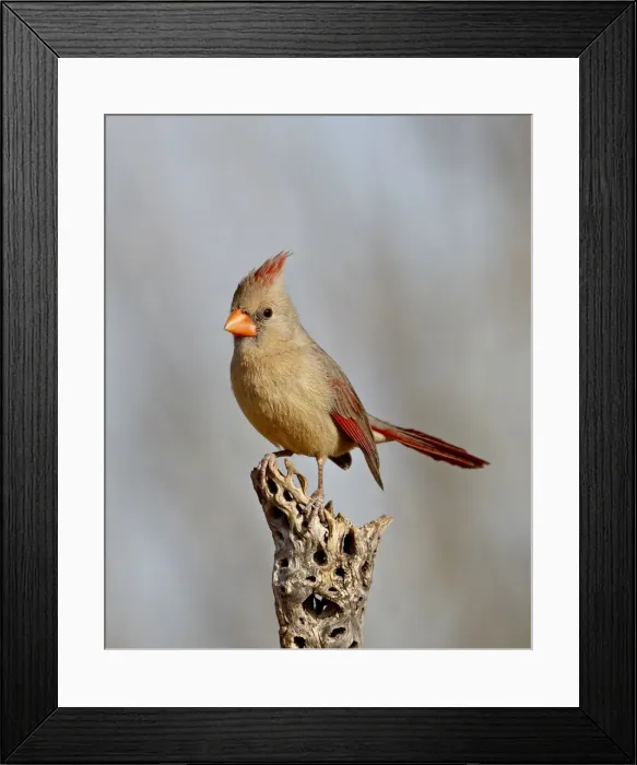 Framed Print : Female northern cardinal (Cardinalis cardinalis), The Pond, Amado, Arizona Framed Print : Female northern cardinal (Cardinalis cardinalis), The Pond, Amado, Arizona