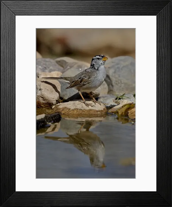 Framed Print : White-crowned sparrow (Zonotrichia leucophrys) reflected in a pond, The Pond
