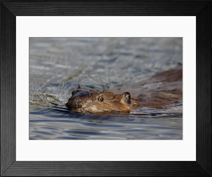 Framed Print : Beaver (Castor canadensis) swimming, Denali National Park and Preserve Framed Print : Beaver (Castor canadensis) swimming, Denali National Park and Preserve