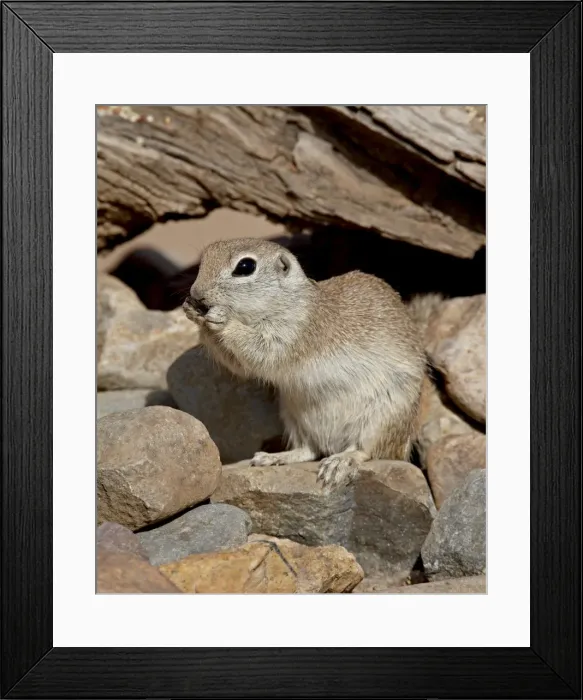 Framed Print : Round-tailed ground squirrel (Spermophilus tereticaudus), The Pond, Amado Framed Print : Round-tailed ground squirrel (Spermophilus tereticaudus), The Pond, Amado