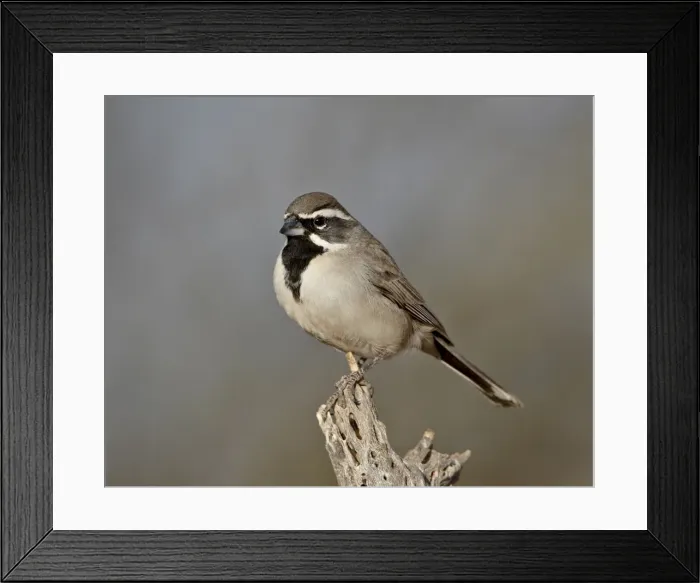 Framed Print : Black-throated sparrow (Amphispiza bilineata), The Pond, Amado, Arizona Framed Print : Black-throated sparrow (Amphispiza bilineata), The Pond, Amado, Arizona