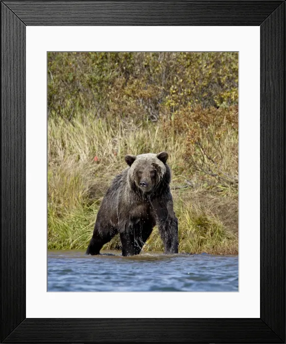 Framed Print : Grizzly bear (Ursus arctos horribilis) (Coastal brown bear) dripping wet while fishing Framed Print : Grizzly bear (Ursus arctos horribilis) (Coastal brown bear) dripping wet while fishing