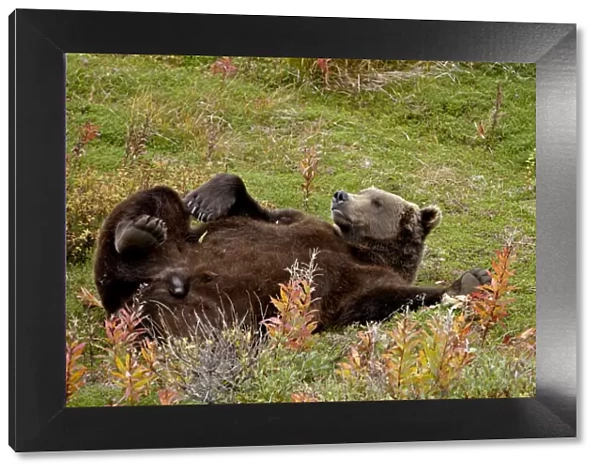 Grizzly bear (Ursus arctos horribilis) (Coastal brown bear) reclining, Chenik Lake