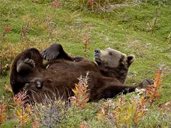 Grizzly bear (Ursus arctos horribilis) (Coastal brown bear) reclining, Chenik Lake