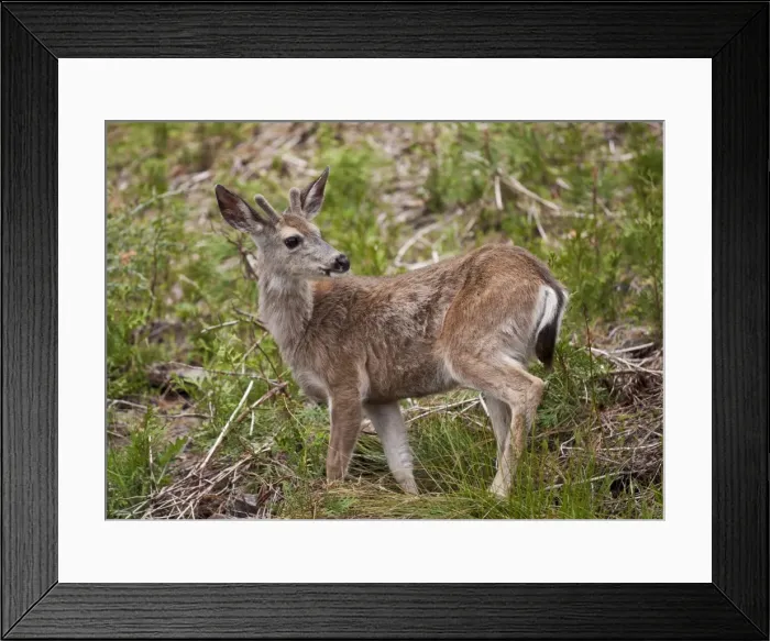 Framed Print : Mule deer (Odocoileus hemionus), Mariposa Grove, Southern Yosemite, Yosemite National Park Framed Print : Mule deer (Odocoileus hemionus), Mariposa Grove, Southern Yosemite, Yosemite National Park