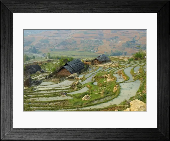 Framed Print : Terraced rice fields, Sapa area, North Vietnam, Vietnam, Indochina, Southeast Asia, Asia Framed Print : Terraced rice fields, Sapa area, North Vietnam, Vietnam, Indochina, Southeast Asia, Asia