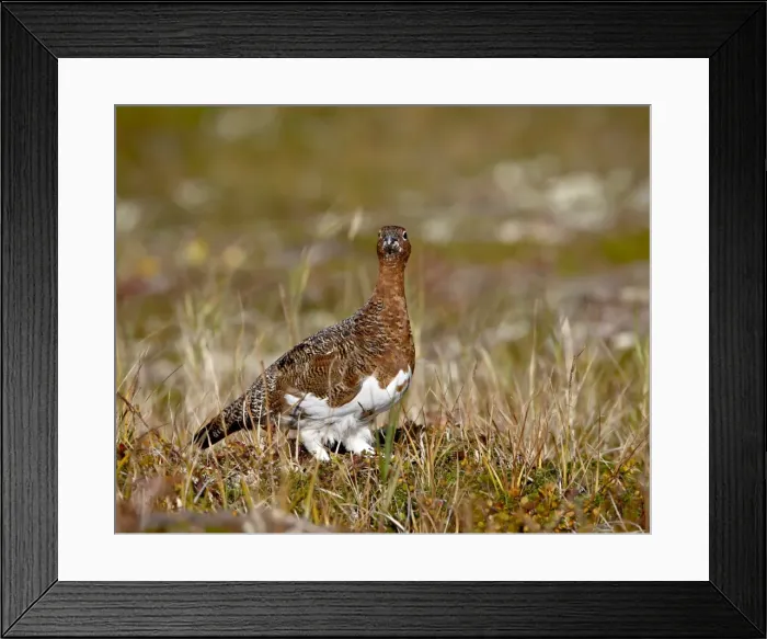 Framed Print : Willow Ptarmigan (Lagopus lagopus), Katmai National Park and Preserve, Alaska Framed Print : Willow Ptarmigan (Lagopus lagopus), Katmai National Park and Preserve, Alaska
