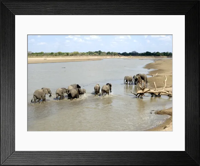 Framed Print : Group of elephants bathing, South Luangwa National Park, Zambia, Africa Framed Print : Group of elephants bathing, South Luangwa National Park, Zambia, Africa