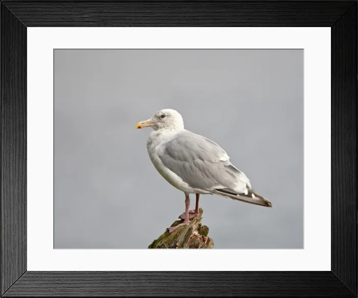 Framed Print : Thayers gull (Larus thayeri), Kenai National Wildlife Refuge, Alaska Framed Print : Thayers gull (Larus thayeri), Kenai National Wildlife Refuge, Alaska