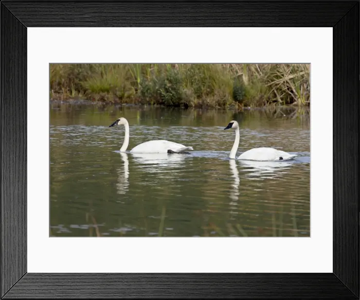 Framed Print : Trumpeter swan (Cygnus buccinator) pair, Potter Marsh, Alaska, United States of America Framed Print : Trumpeter swan (Cygnus buccinator) pair, Potter Marsh, Alaska, United States of America