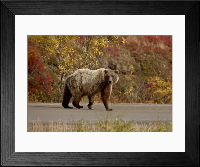 Framed Print : Grizzly bear (Ursus arctos horribilis) (Coastal brown bear) on a road with fall color Framed Print : Grizzly bear (Ursus arctos horribilis) (Coastal brown bear) on a road with fall color