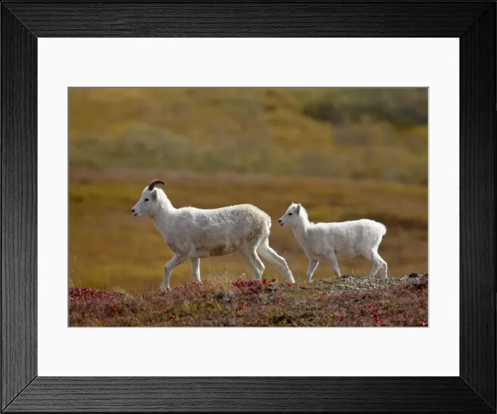 Framed Print : Juvenile Dall Sheep (Ovis dalli) and lamb among fall color, Denali National Park Framed Print : Juvenile Dall Sheep (Ovis dalli) and lamb among fall color, Denali National Park
