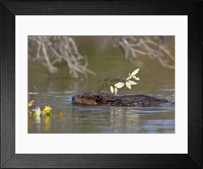 Framed Print : Beaver (Castor canadensis) swimming with food, Denali National Park and Preserve Framed Print : Beaver (Castor canadensis) swimming with food, Denali National Park and Preserve
