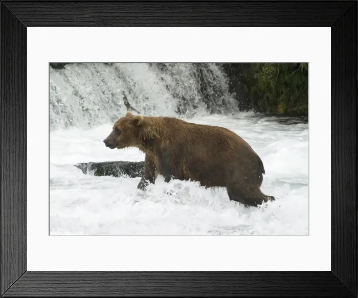 Framed Print : Brown bear fishing for salmon, Brooks Falls, Katmai National Park, Alaska Framed Print : Brown bear fishing for salmon, Brooks Falls, Katmai National Park, Alaska