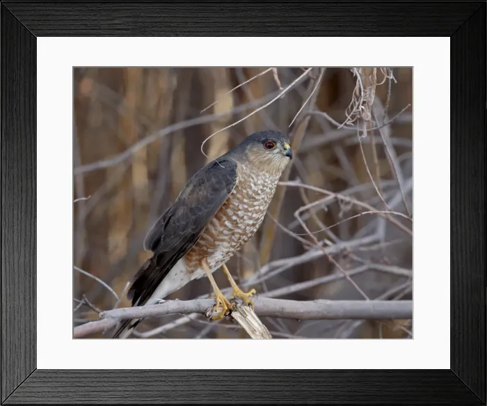 Framed Print : Sharp-Shinned Hawk (Accipiter striatus), Bosque del Apache, National Wildlife Refuge Framed Print : Sharp-Shinned Hawk (Accipiter striatus), Bosque del Apache, National Wildlife Refuge